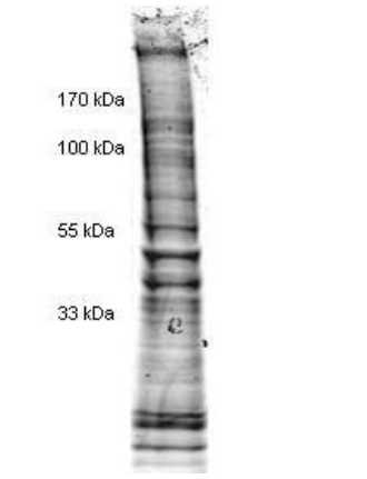 Coomassie stained SDS-PAGE of 25 μg of Human Derived Hela Cell Nuclear Extract (Ready-to-Use) separated in a 4-20% gradient gel under non-reducing conditions. Molecular weight standards are shown on the left.